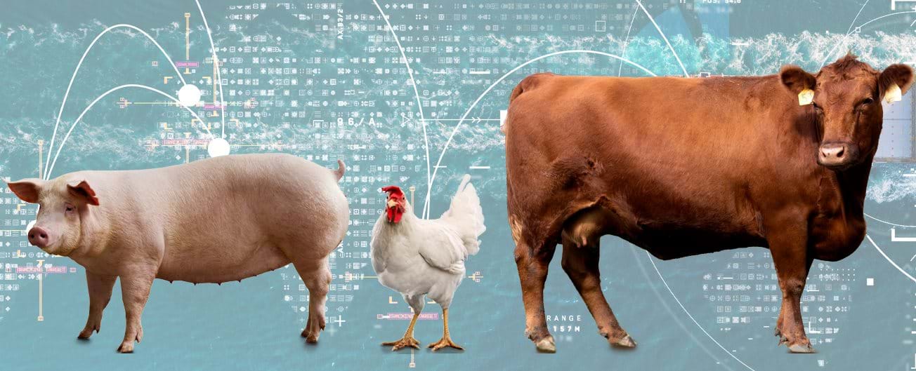 Photo illustration of a hog, a chicken, and a cow with a world map in the background.