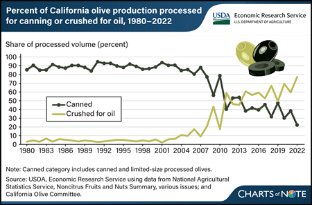 California’s olive processing industry shifts from canning to crushing