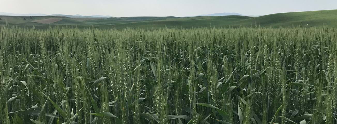 Wheat fields in Washington 