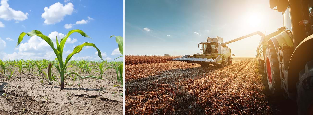 Montage of corn sprouting in dry soil and a harvester in a corn field
