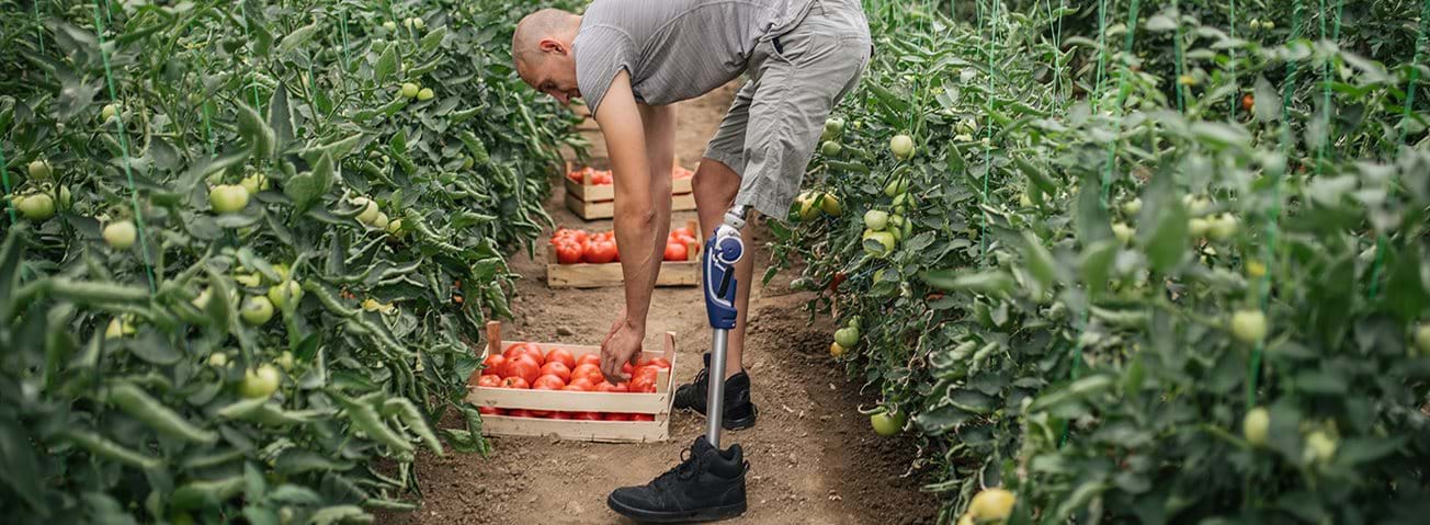 Farmer with a prosthetic leg picks tomatoes