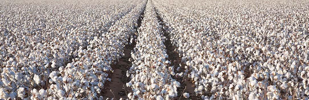A field of cotton during the day.