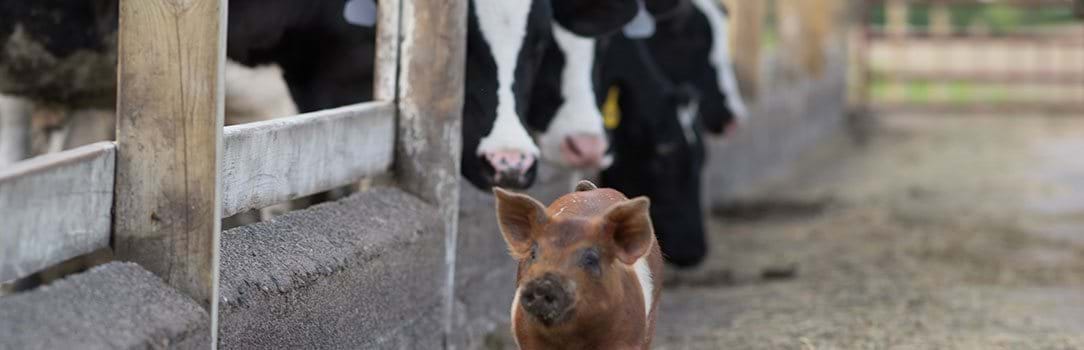 Pig Walking In Farm