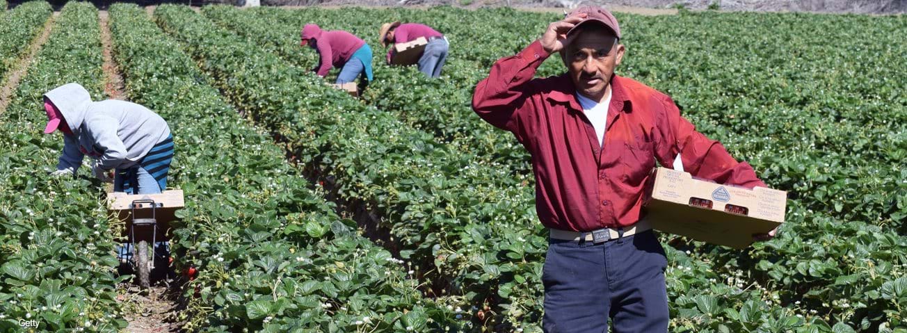 Migrant workers in the field with older migrant worker in the foreground