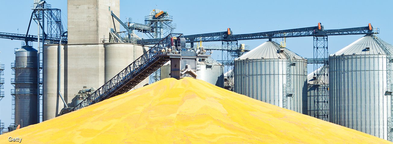 Grain at processing plant