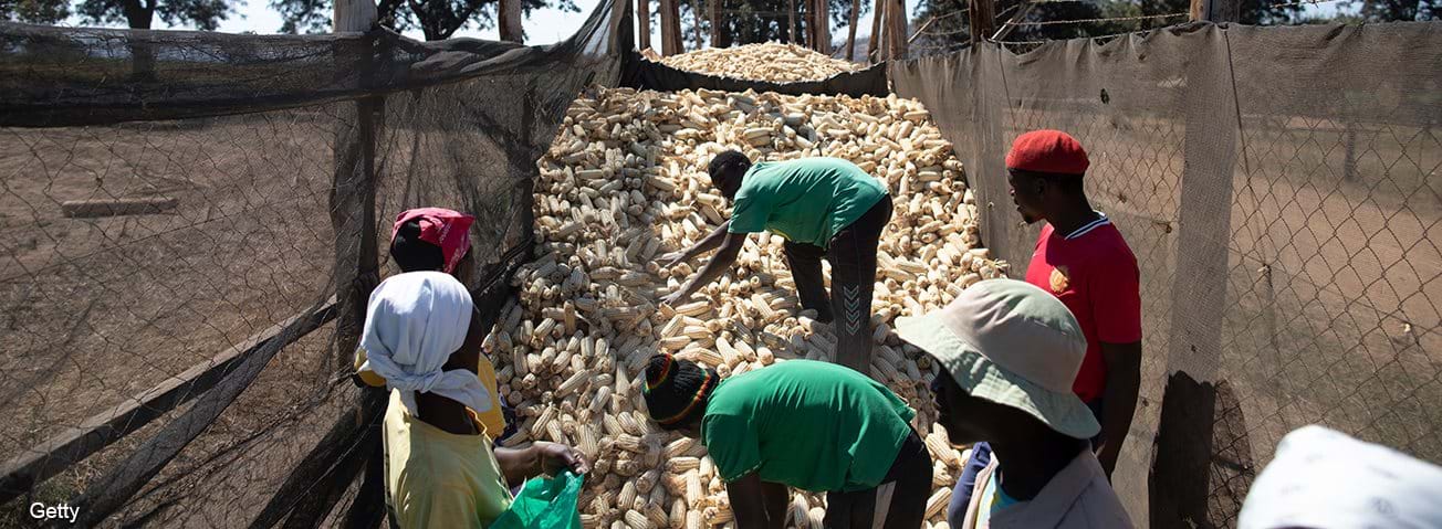 African farm workers putting corn into bags
