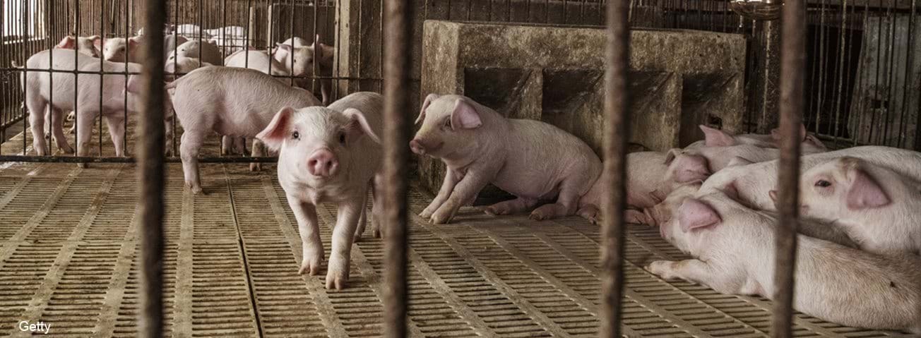 Young pigs stand in a pen at a farm in China.