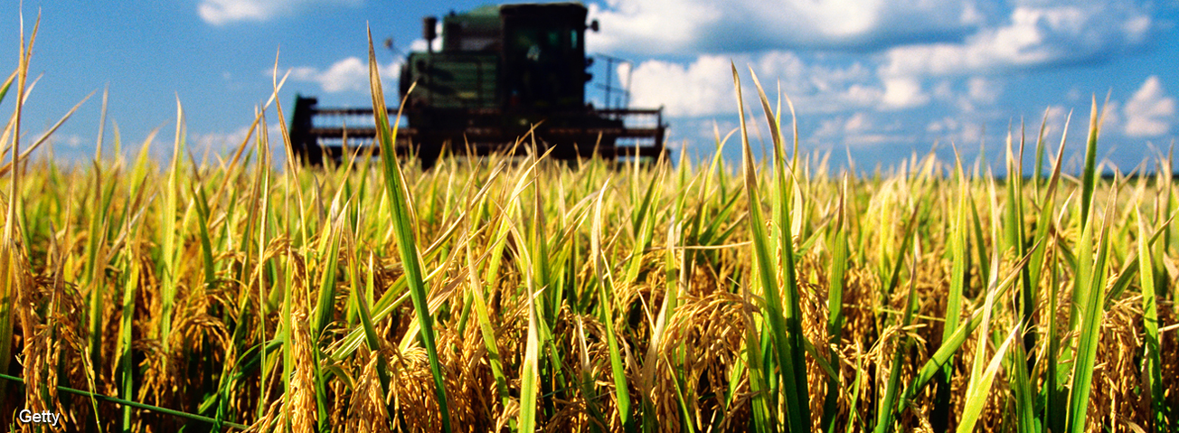 USDA ERS U.S. Rice Production Changed Significantly in the New