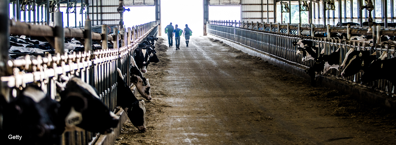 small scale dairy farming