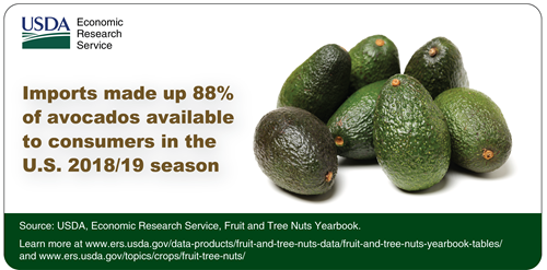 Imports made up 88% of avocados available to consumers in the U.S. 2018/19 season. To the right is an image of 7 avocados.