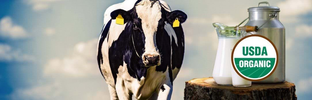 This image shows a dairy cow in front of a blue sky standing next to a liquid milk storage canister and pitcher of milk sitting on a stump with the USDA Certified Organic Seal over the milk. 