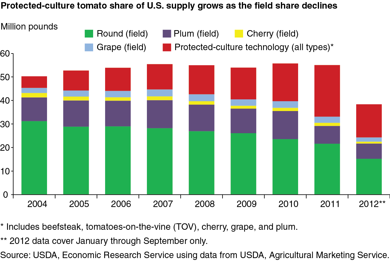 This chart shows: 'Protected-culture tomato share of U.S. supply grows as the field share declines'.