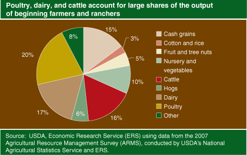 This chart shows: 'Poultry, dairy, and cattle account for large shares of the output of beginning farmers and ranchers'.