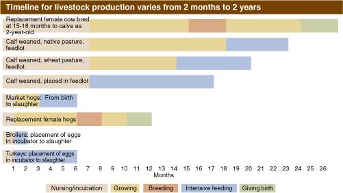 This chart shows: 'Timeline for livestock production varies from 2 months to 2 years'.