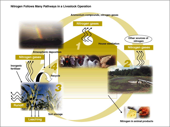 This chart shows: 'nitrogen follows many pathways in a livestock operation'.