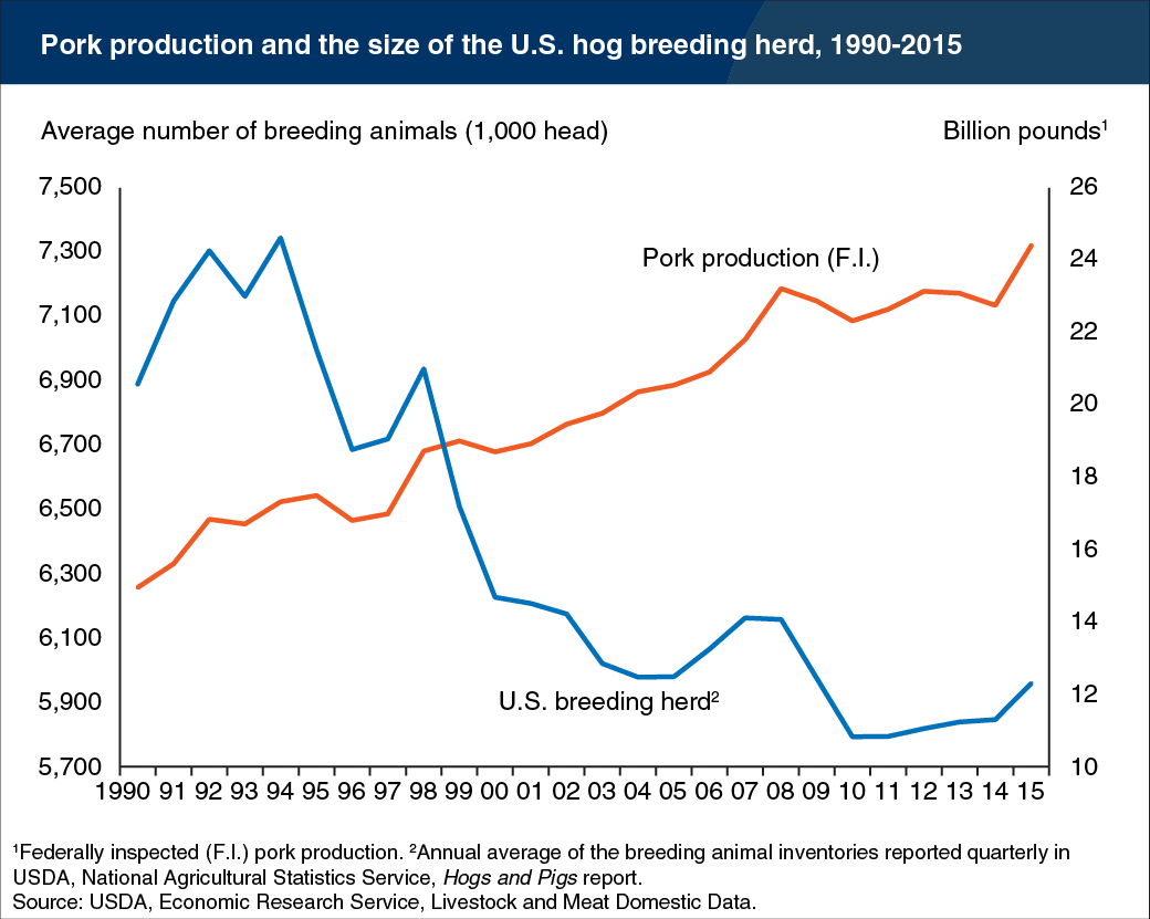 Line chart showing pork production and the size of the U.S. hog breeding herd, 1990-2015
