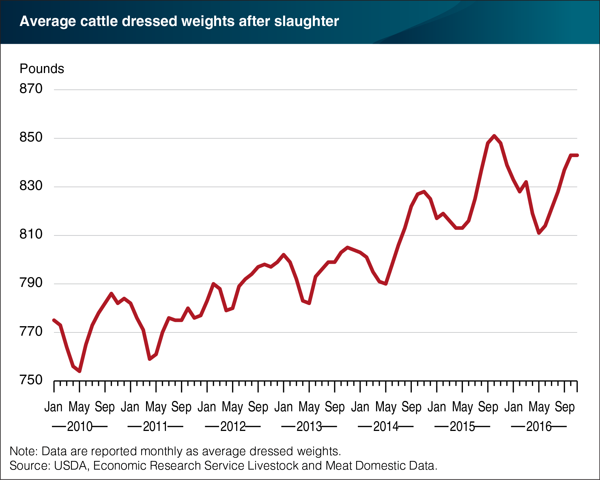 A chart showing the average cattle dressed weights from 2010-2016.