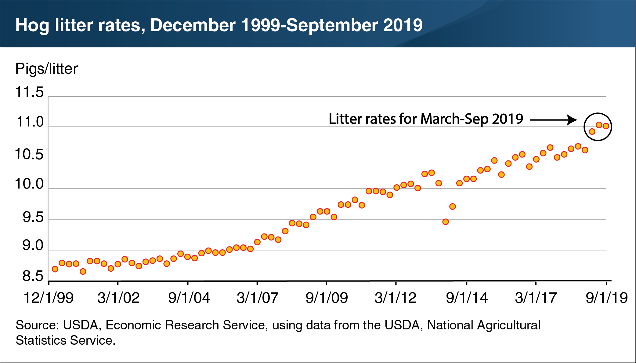 This chart shows hog litter rates from December 1999 to September 2019.