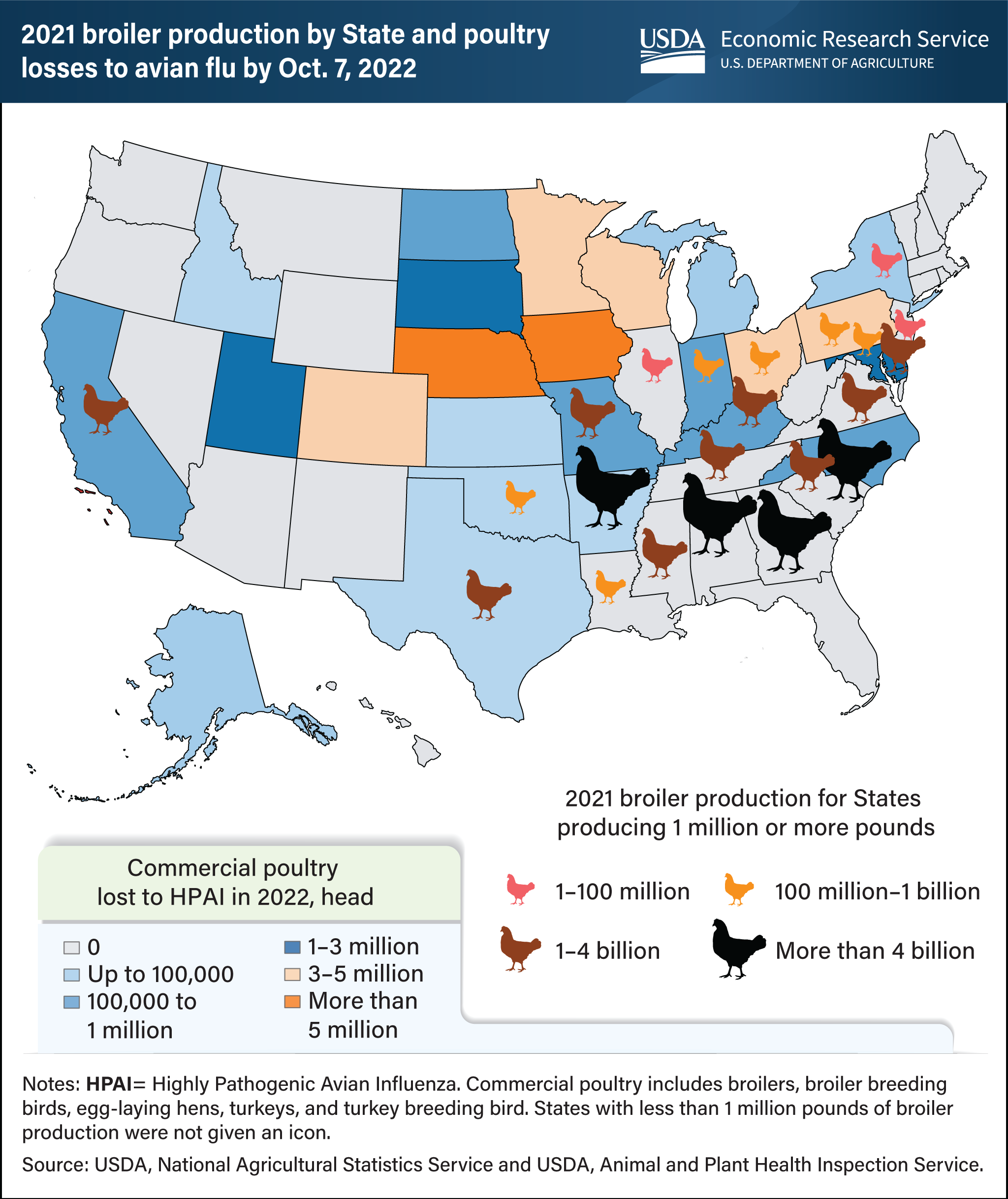 A map of the United States showing by State the number of commerical poultry lost to highly pathogenic avian influenza in 2022 and broiler production in 2021.