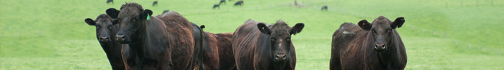 A family of beef cattle