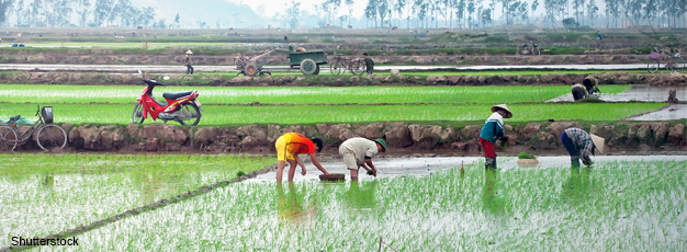 USDA ERS - The Impact of Migration on China’s Rice Production