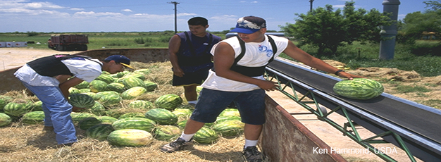 USDA ERS - Hired Farmworkers a Major Input For Some U.S. Farm Sectors