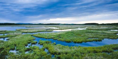 Marshy wetlands