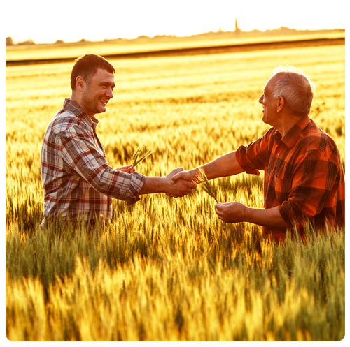 Two farmers shaking hands in middle of wheat field