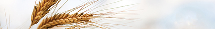 Close-up of wheat spike
