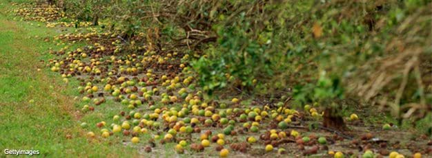 Fallen citrus fruit on the ground after hurricane