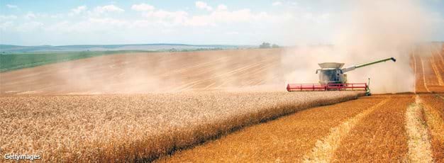 Combine harvesting wheat on large farm