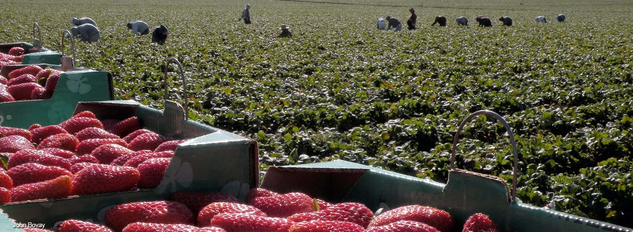 Closeup of strawberries in cartons with field workers in the background