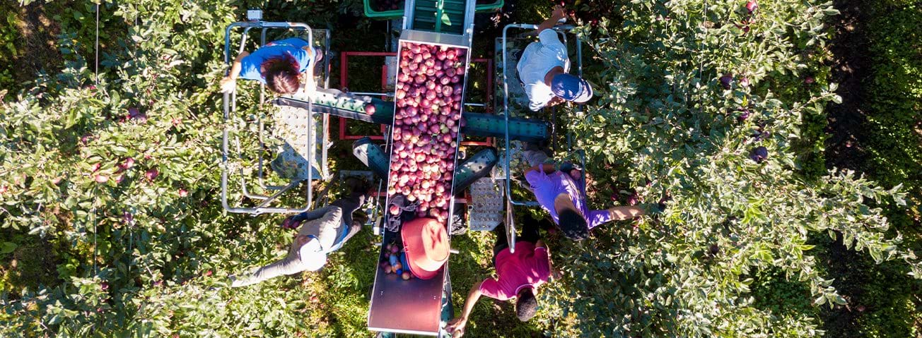 Aerial view of apple pickers in an orchard