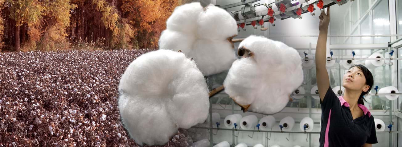 Combination of images of a cotton field, bolls of cotton, a textile worker