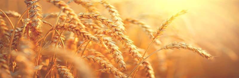 Wheat Spotlight