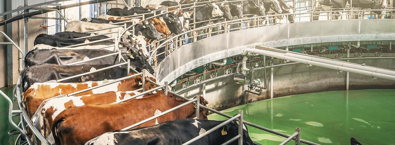 Cows hooked up to milking machines