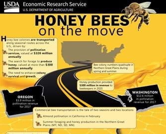 Honey Bees Infographic