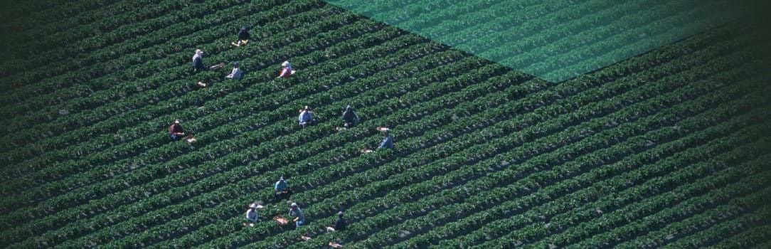 Photo of workers manually harvesting crops in a large field.