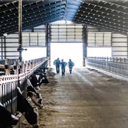 Cover picture for ERR-274: Consolidation in U.S. Dairy Farming