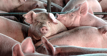 A picture of hogs mingling at a slaughterhouse.