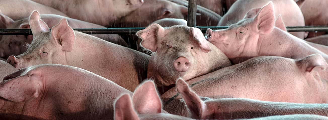 A picture of hogs mingling at a slaughterhouse.
