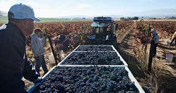 Farm workers in a blueberry field