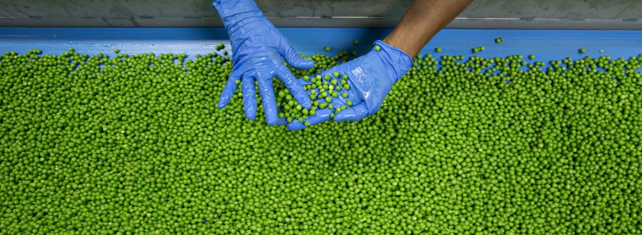 Gloved hands handling green peas