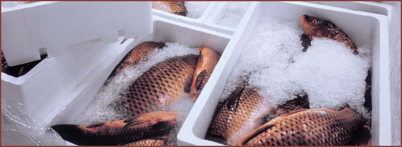 Photo of fresh fish iced in containers.
