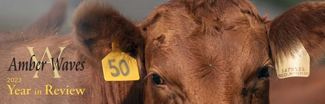 Photo of a cow with Red Angus ear tags.