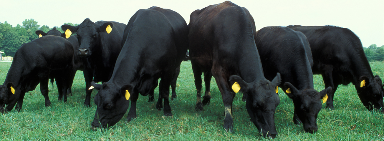 Photo of black cows with yellow ear tags grazing on grass. 