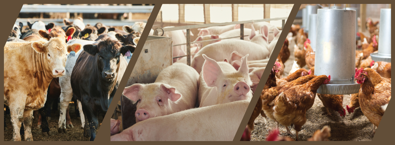 Three images featuring cows, pigs, and chickens in slanted frames. 