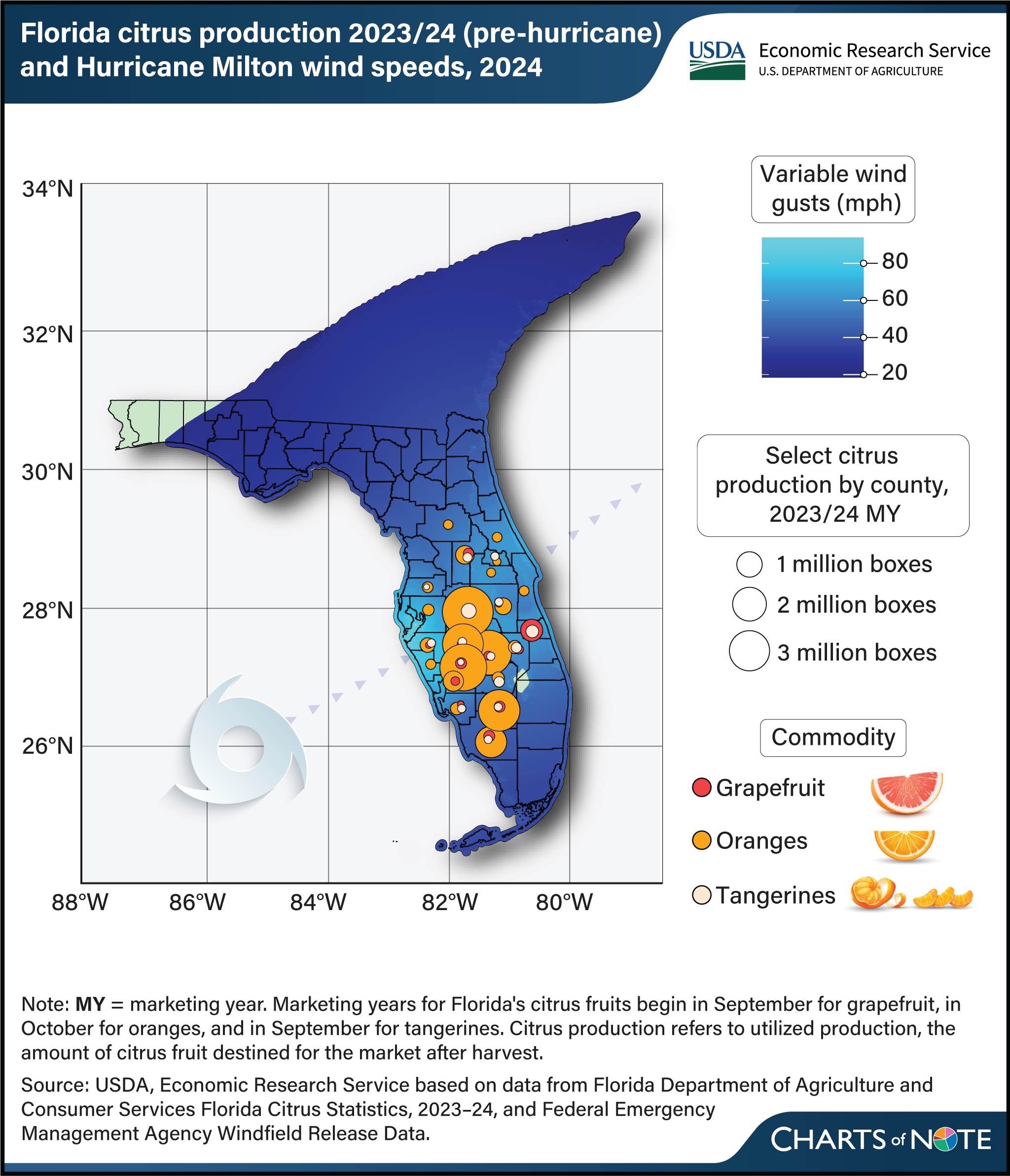 County map of Florida with citrus production by county for 2023/2024 marketing year for grapefruit, oranges, and tangerines overlain with the variable wind gusts caused by Hurricane Milton.