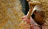 This is the newsroom image for the Evaluating the Impacts of Projected Yield Changes on India’s Wheat and Rice Markets report.