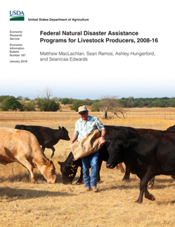 A man holding a bag of feed scatters feed for cattle in a drought-stricken landscape.